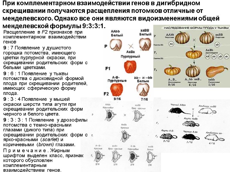 Расщепление в F2 признаков при комплементарном взаимодействии генов 9 : 7 Появление у душистого